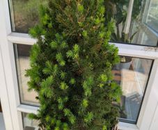 Stunning potted Evergreen, Perfect for Patio or Porch!