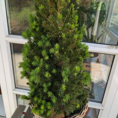 Stunning potted Evergreen, Perfect for Patio or Porch!