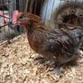 Blue Copper Marren Roosters Image 2