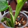 Monstera Standleyana Aurea Variegated Image 7