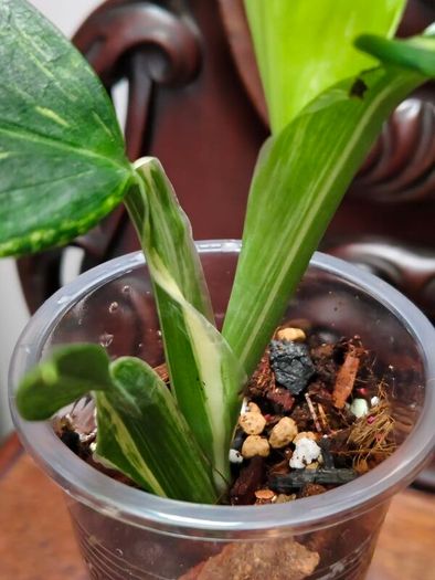 Monstera Standleyana Aurea Variegated
