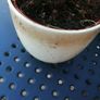 House plants in ceramic pots Image 4