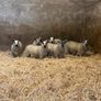 Ewe Lambs Image 3