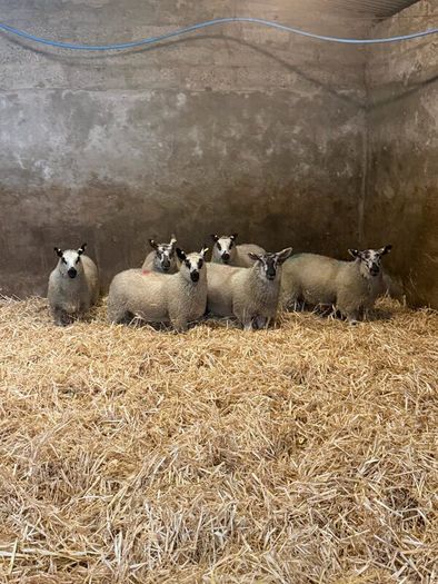 Ewe Lambs