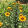(S) Sunflower Soraya seeds (10s) (411955) Image 2