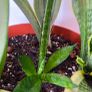 Plants set (Sansevieria) Image 3