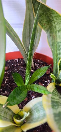 Plants set (Sansevieria)