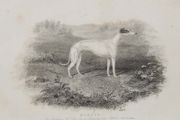 Greyhound 1837 Antique Print