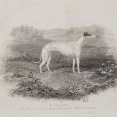 Greyhound 1837 Antique Print