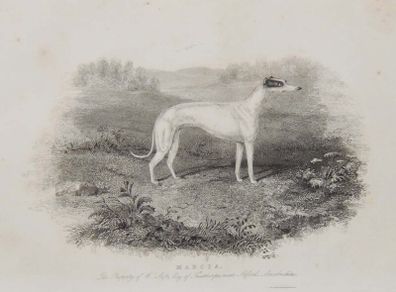 Greyhound 1837 Antique Print