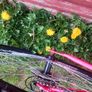 Girl's Bike Image 3