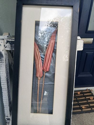 Stunning framed Okra Pods Picture
