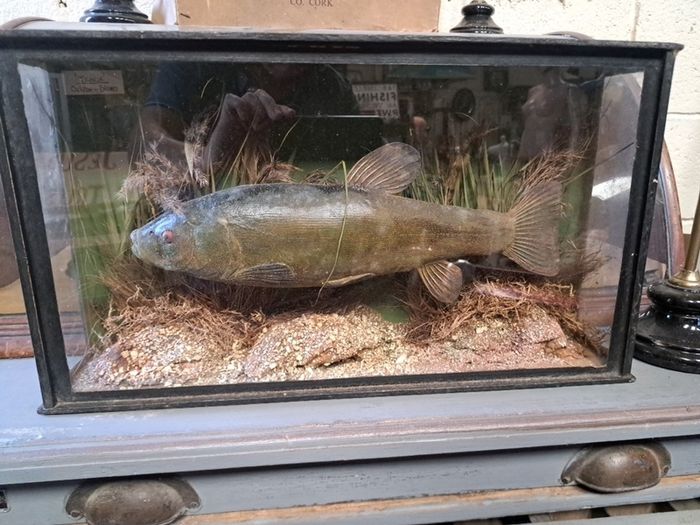Antique Taxidermy