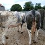 In calf heifers Ballinasloe mart 8th August Image 9