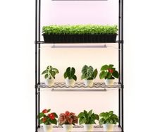 Plant Shelf with Grow Light, 4-Tier Indoor Plant Stand, 150 cm Tall Plants Display Rack with Wheels, 90W 3-Color Full Spectrum Grow Lights