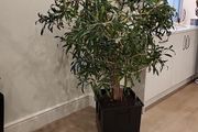 Dracaena Reflexa