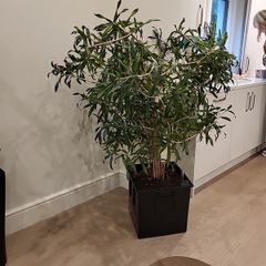 Dracaena Reflexa