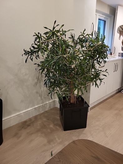 Dracaena Reflexa