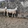 Blue Leicester rams Image 2
