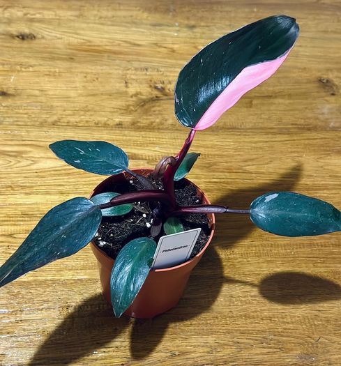 Philodendron Pink Princess in 12cm pot and 25cm in height