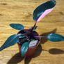 Philodendron Pink Princess in 12cm pot and 25cm in height Image 4