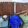 Ryobi strimmers Image 5