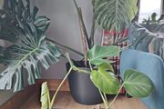 Monstera deliciosa
