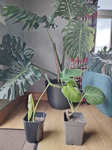 Monstera deliciosa
