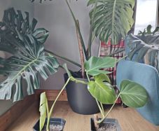 Monstera deliciosa