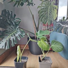 Monstera deliciosa
