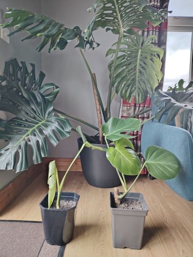 Monstera deliciosa