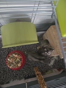hamster