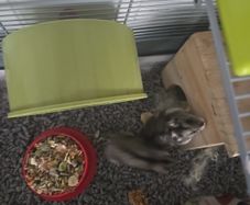 hamster