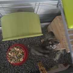 hamster