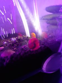 snail aquarium