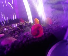 snail aquarium