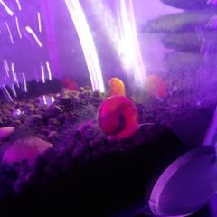 snail aquarium