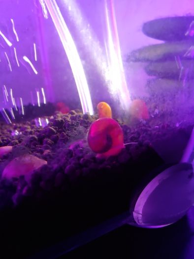 snail aquarium