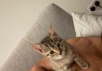 kitten adoption