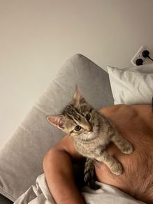 kitten adoption