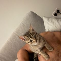 kitten adoption