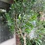 Extra large approx 200cm x 110cm fruit bearing very established olive tree no pot Image 10