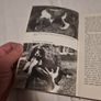 Training Spaniels  .Joe Irving Image 4