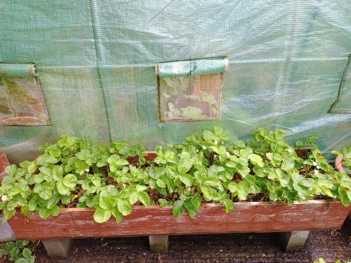 2 Strawberry Growing Boxes / Raised Planters