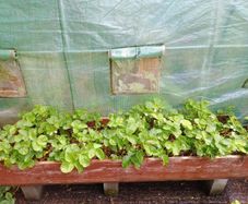 2 Strawberry Growing Boxes / Raised Planters