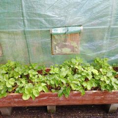 2 Strawberry Growing Boxes / Raised Planters