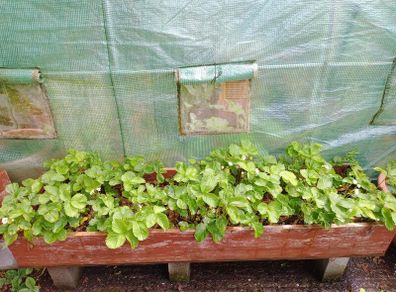 2 Strawberry Growing Boxes / Raised Planters