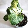 Philodendron - Birkin Image 4