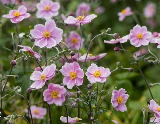 Japanese Anemone (White or Pink)