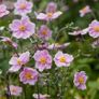 Japanese Anemone (White or Pink) Image 4